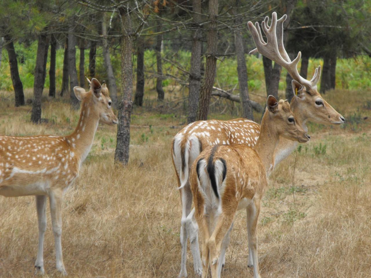 Allons  Cabane Des Cerfs מראה חיצוני תמונה